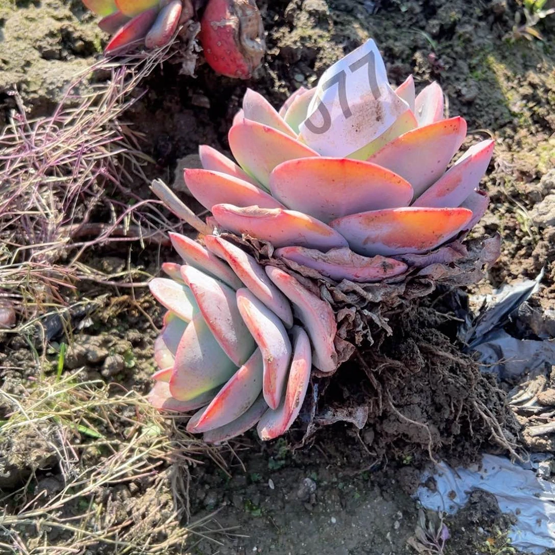 s****j77布鲁蓝多肉