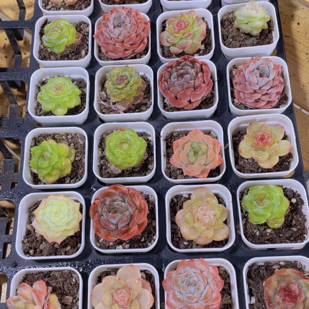 182号 珍妮糖心组合六颗