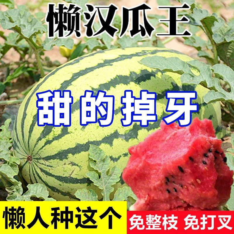 懒汉瓜王特大巨型懒汉西瓜种子种籽南方四季庭院懒人大西瓜种孑子
