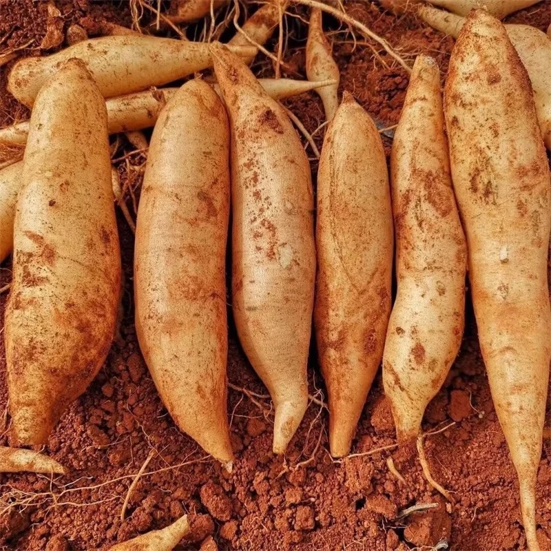 【新果上市】云南天山雪莲果新鲜水果斤当季现挖脆甜红心雪连果现挖