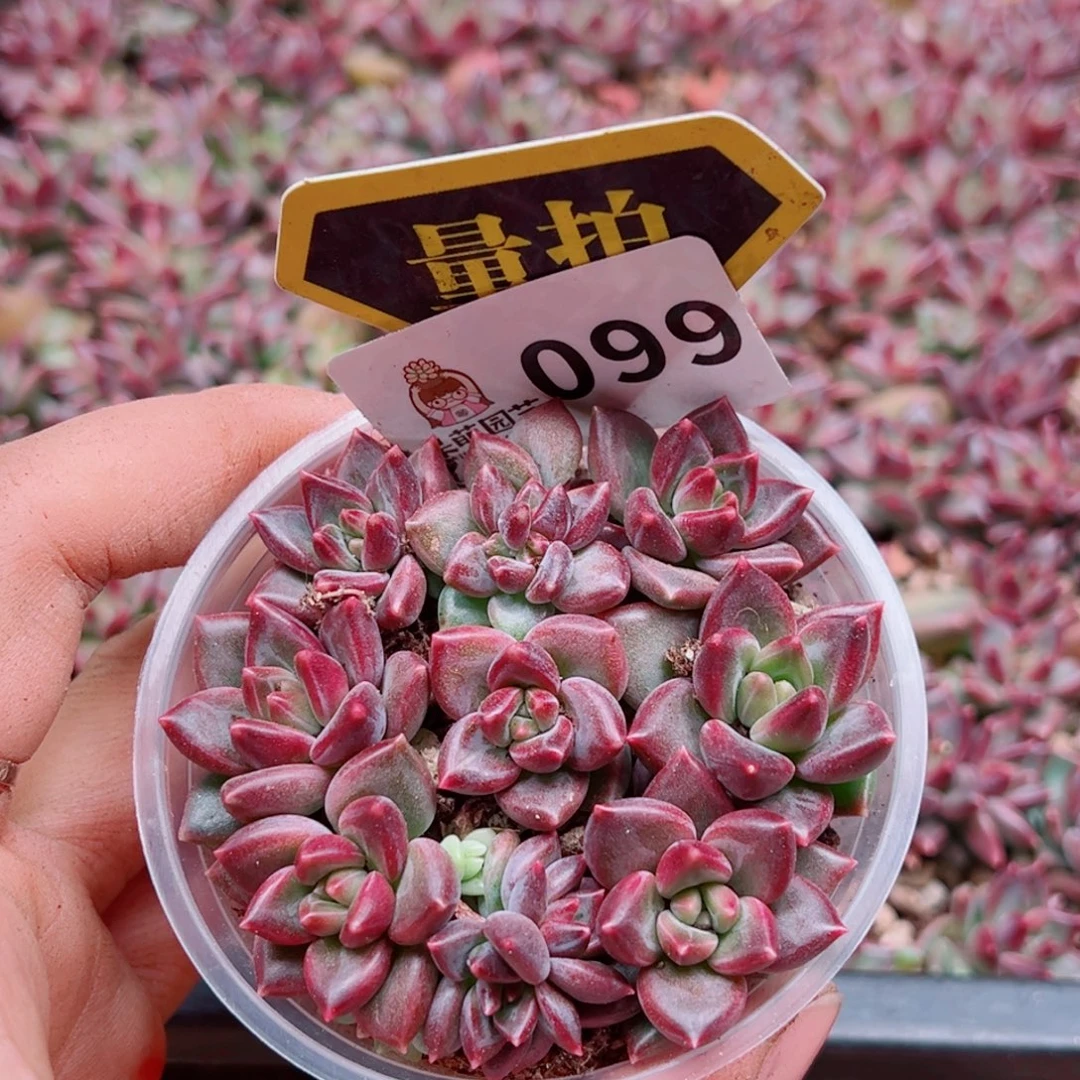 多肉植物多肉植物