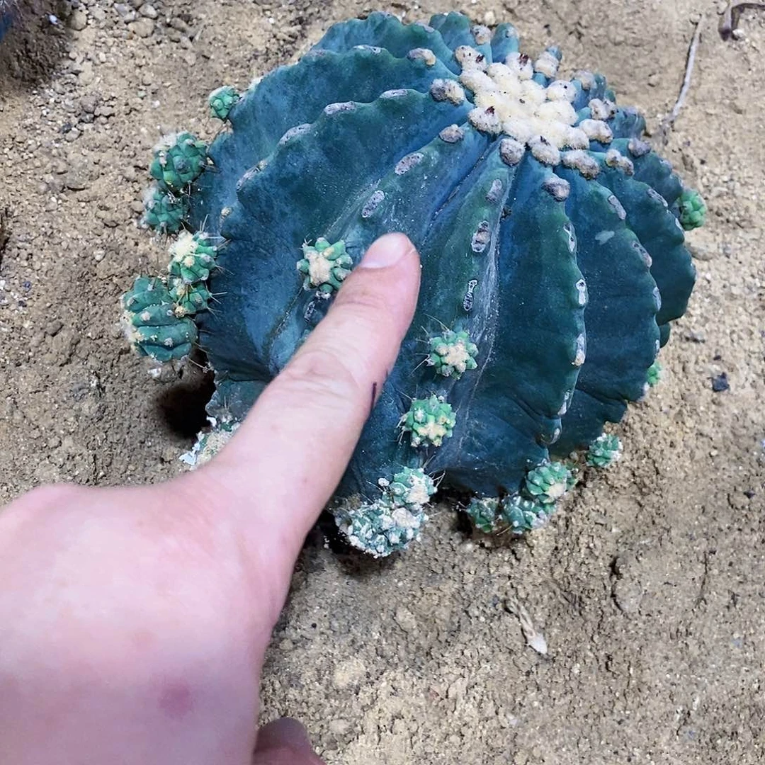 无花朵北**妞090000000000000000