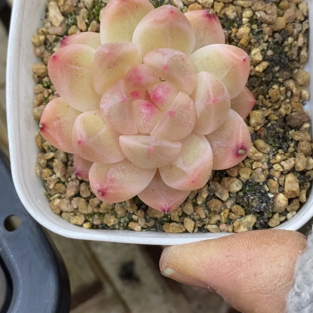 精品多肉一物一拍不包整61
