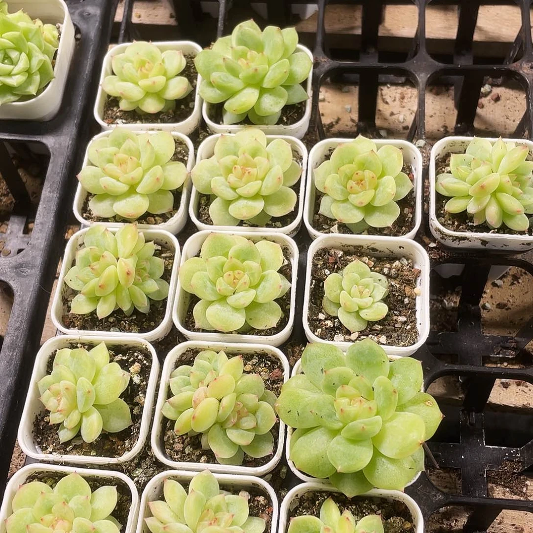 寒绯中苗盆一个满25包邮