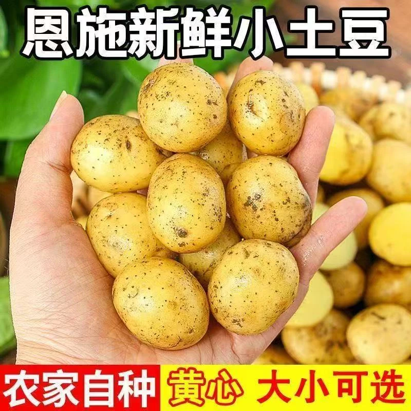 【到手5斤】湖北恩施小土豆现挖农家黄心小土豆洋芋马铃薯土豆块
