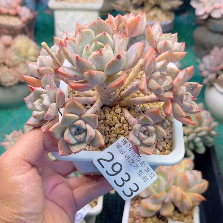 大2933，hxbxhchfhhh