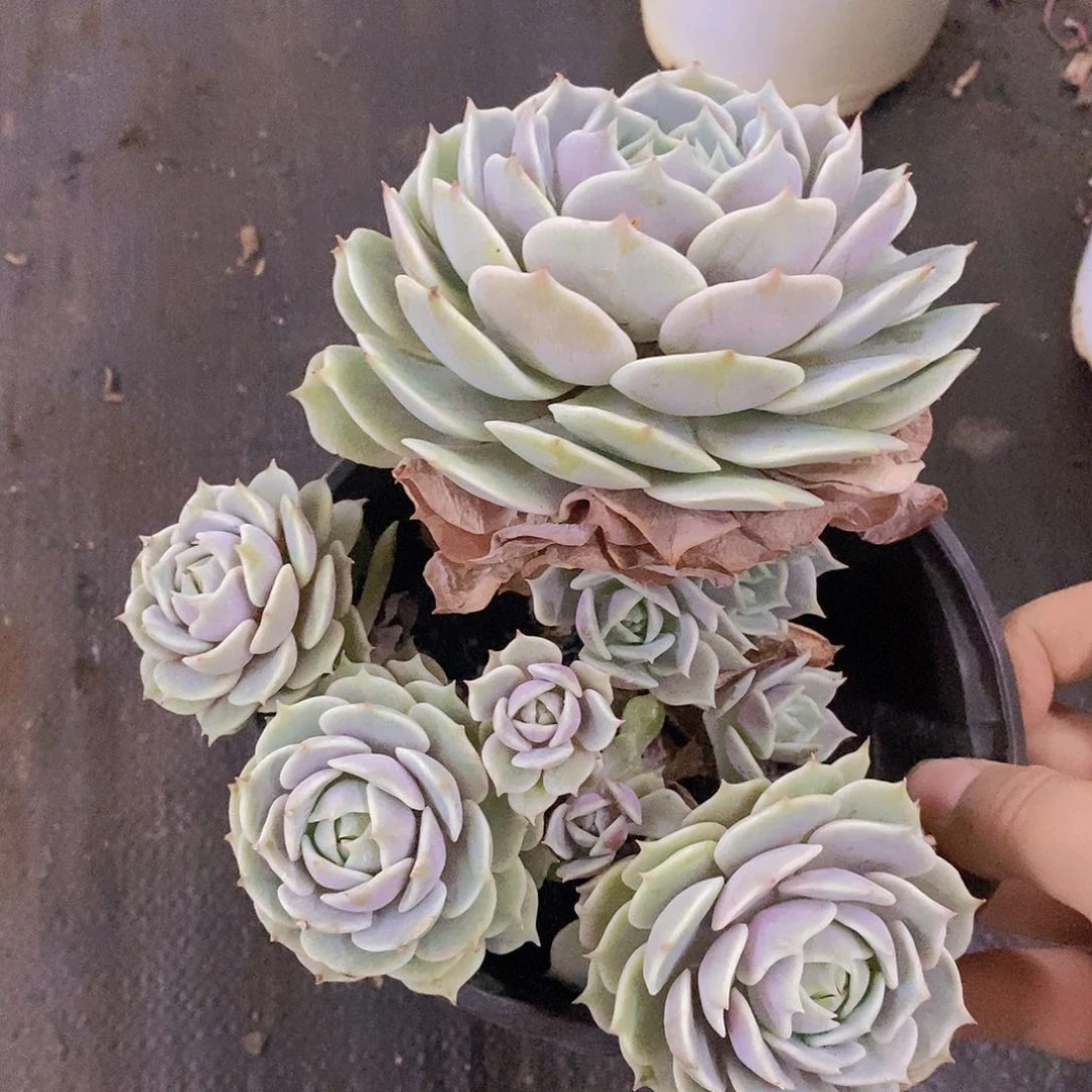 露娜莲三头起发，160杯