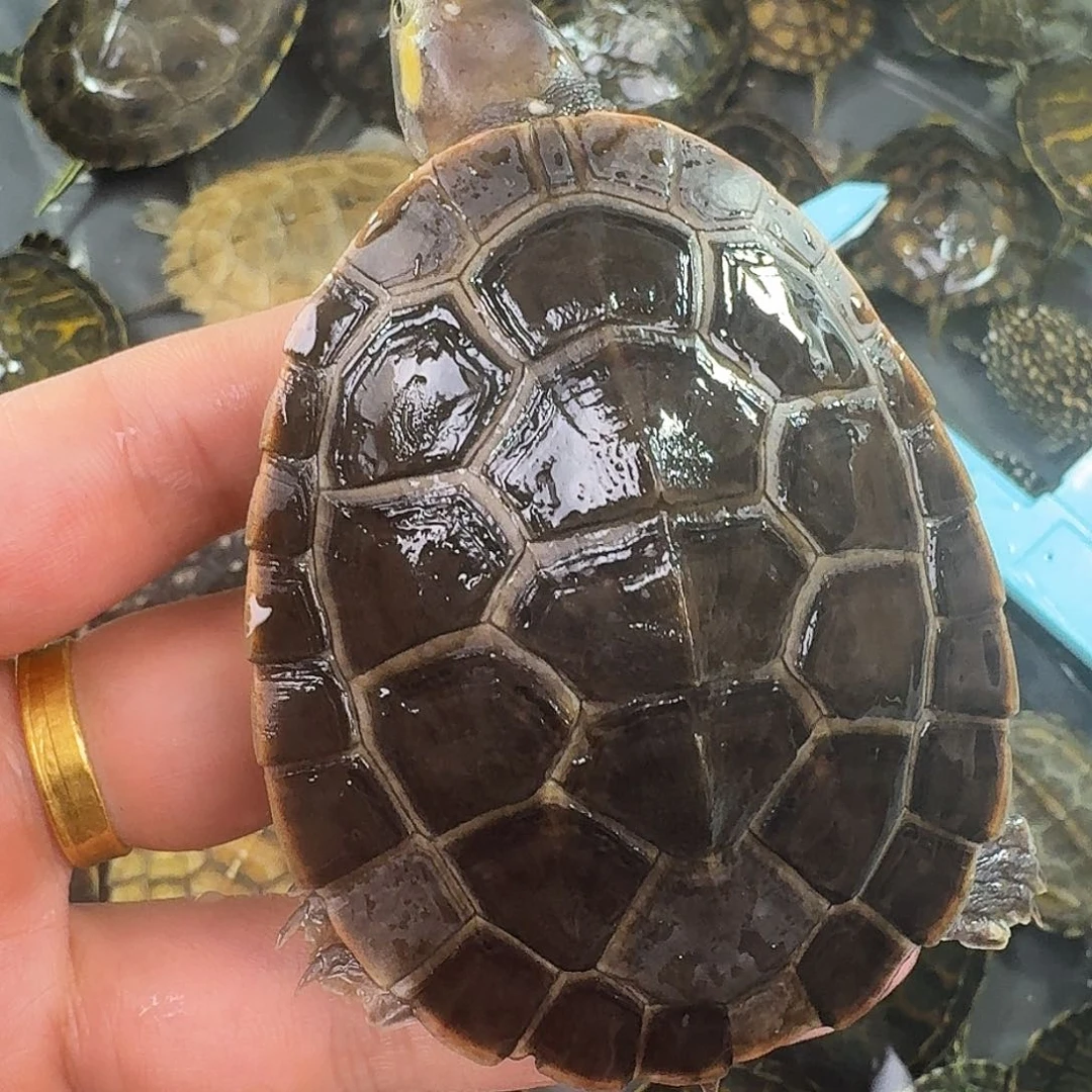 母绿毛龟袁奥一个