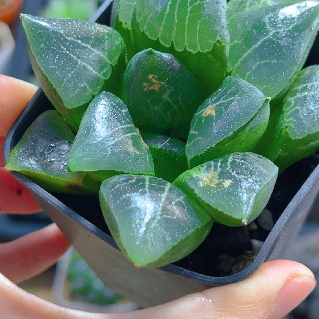 瑕疵木叶克母本玉露1