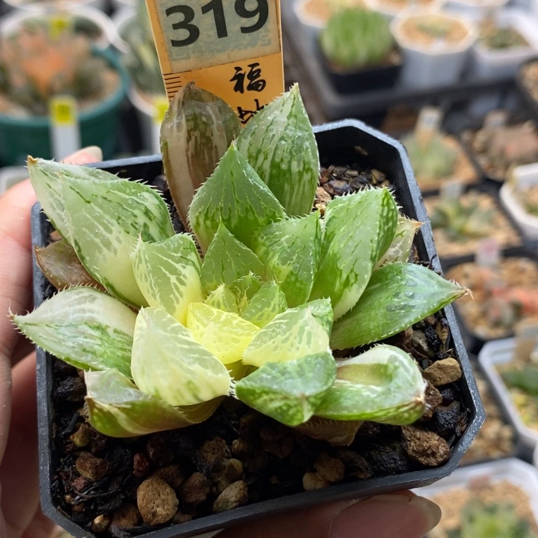 319宝莲灯玉露锦一物一拍