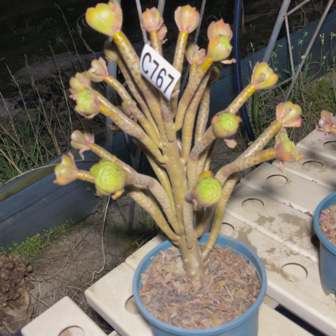 灰豆豆法师7-21包邮