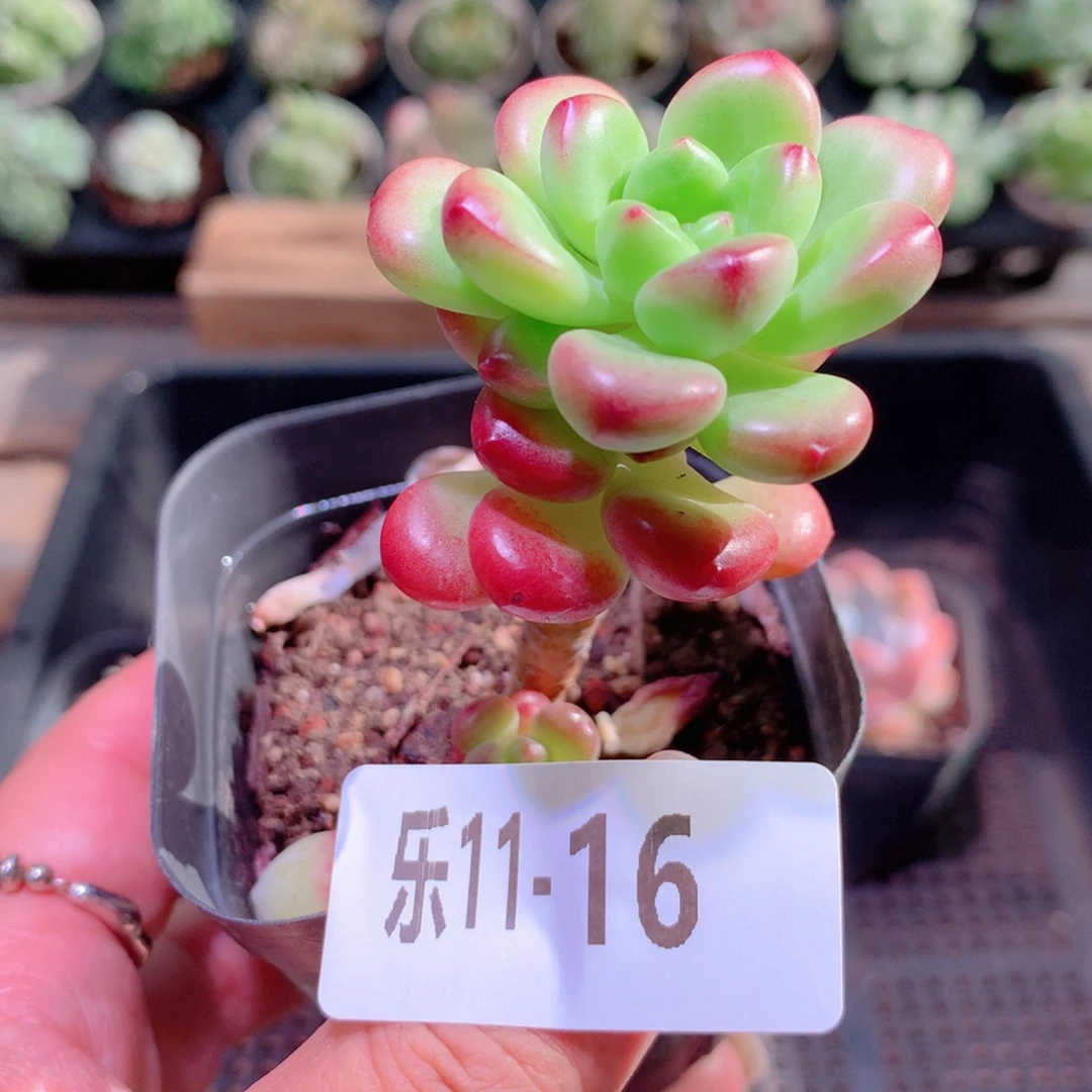 乐然11-16 香格里拉