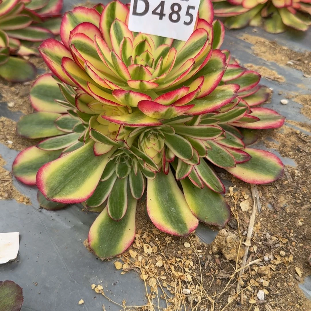 485荔枝。多肉植物