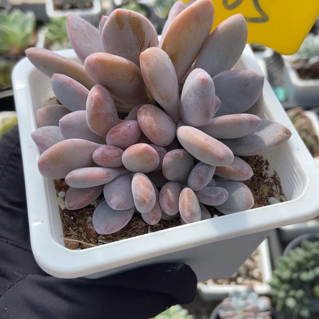 965粉兔多肉植物多肉