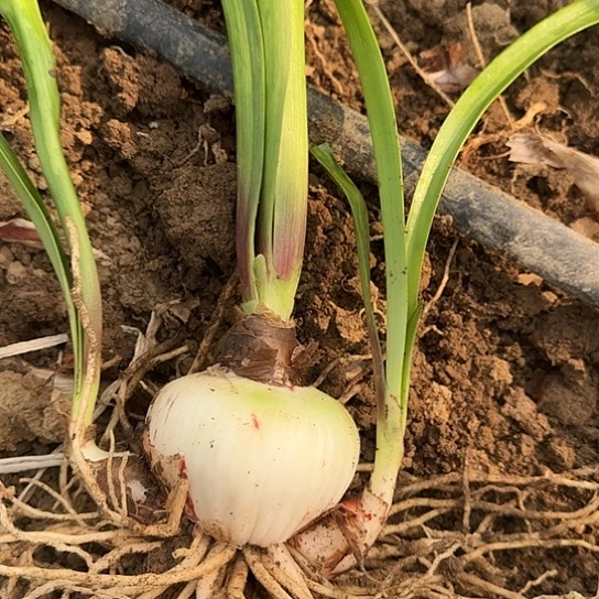 花孔雀8厘米带两个侧