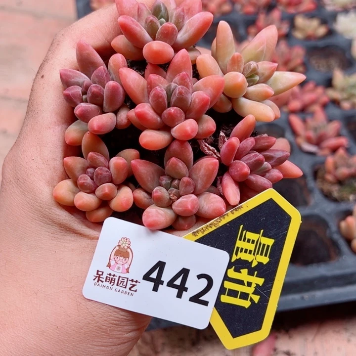 多肉植物多肉植物