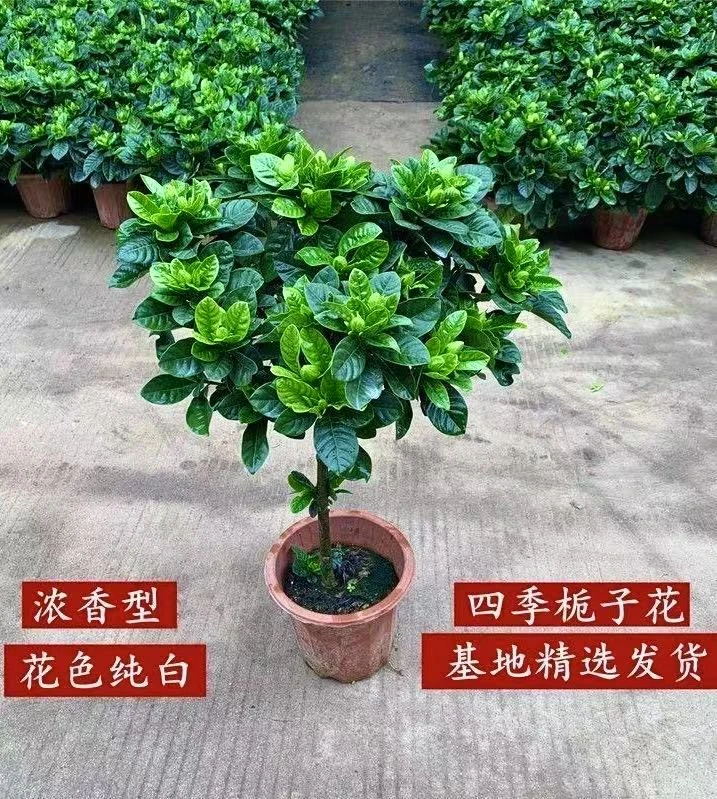 独杆栀子花棒棒糖造型浓香型四季花卉植物带花苞
