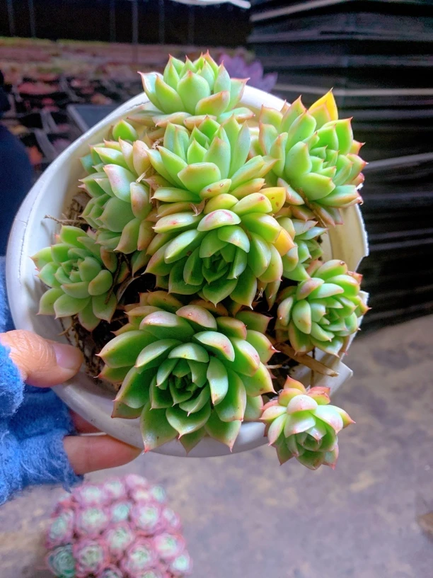 玉杯东云群生两盆