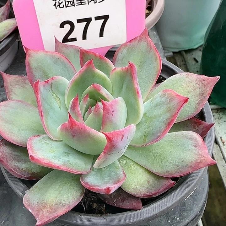 277 惊鸿仙子多肉植物6-9cm