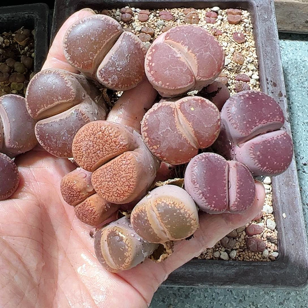 无花朵鑫703002/拿铁多肉植物馆………………