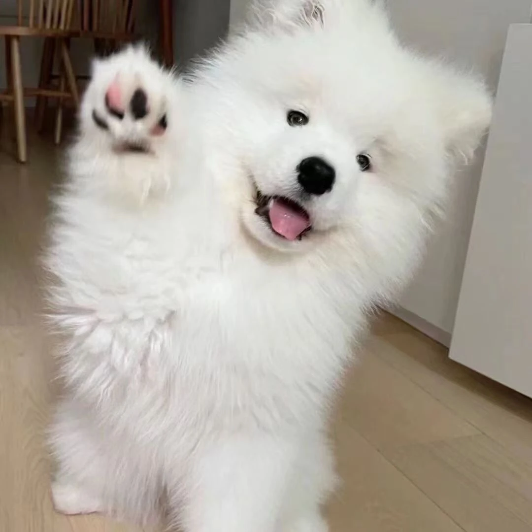 萨摩耶幼犬白色宠物犬微笑宠物狗天使活物雪橇犬熊版可爱纯种便宜