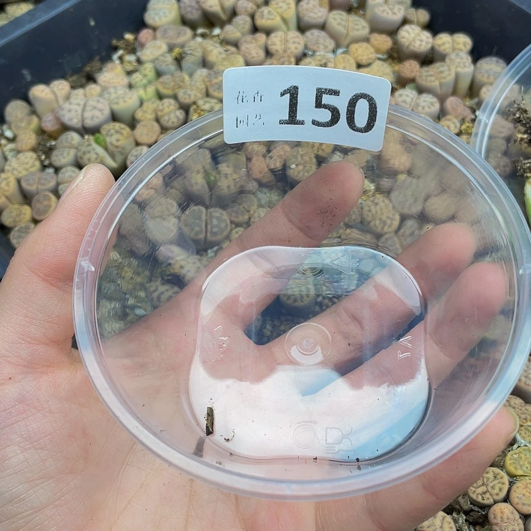 15000000000花花花花花花