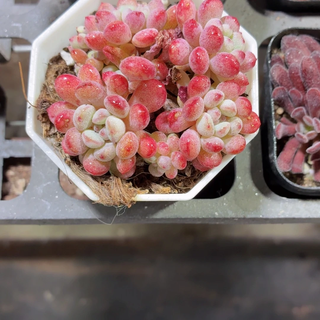 孤品萌豆多肉9.9包邮发货