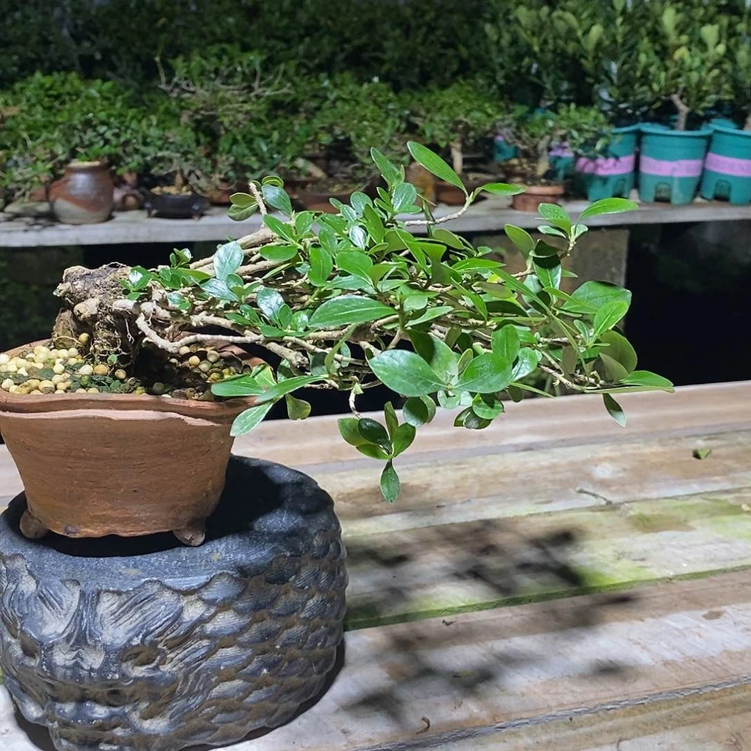 无花朵裕****制栀子花