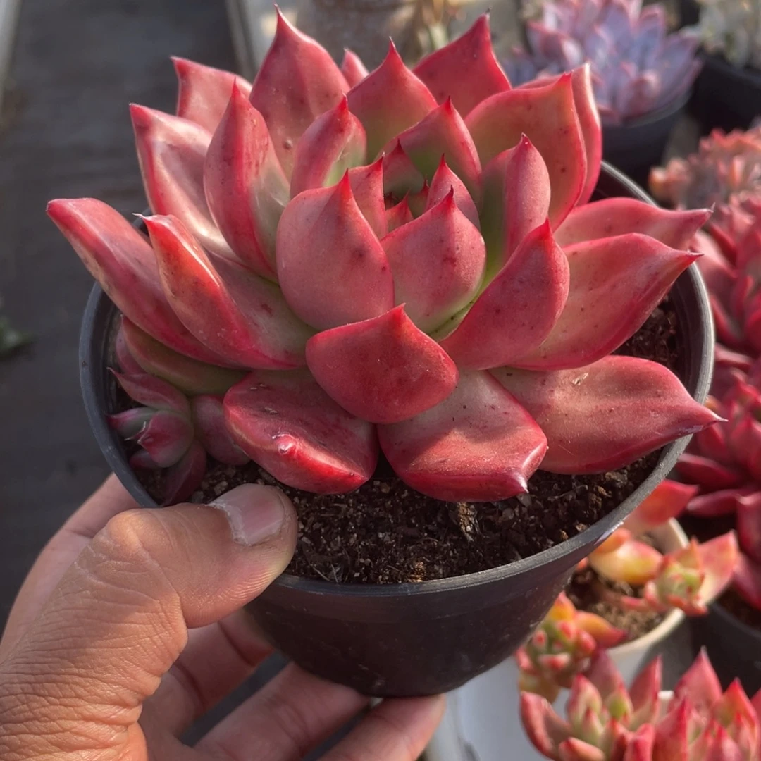 0501  壮壮  六月六