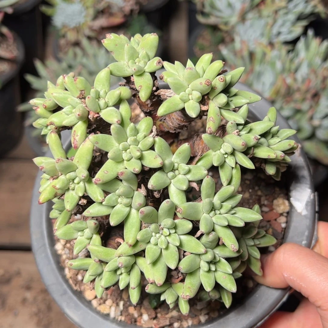 2647绿菊哈哈哈哈哈哈哈