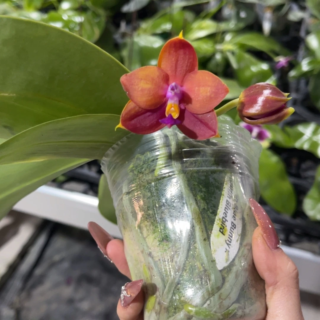 完全开放蝴蝶兰蝴蝶兰