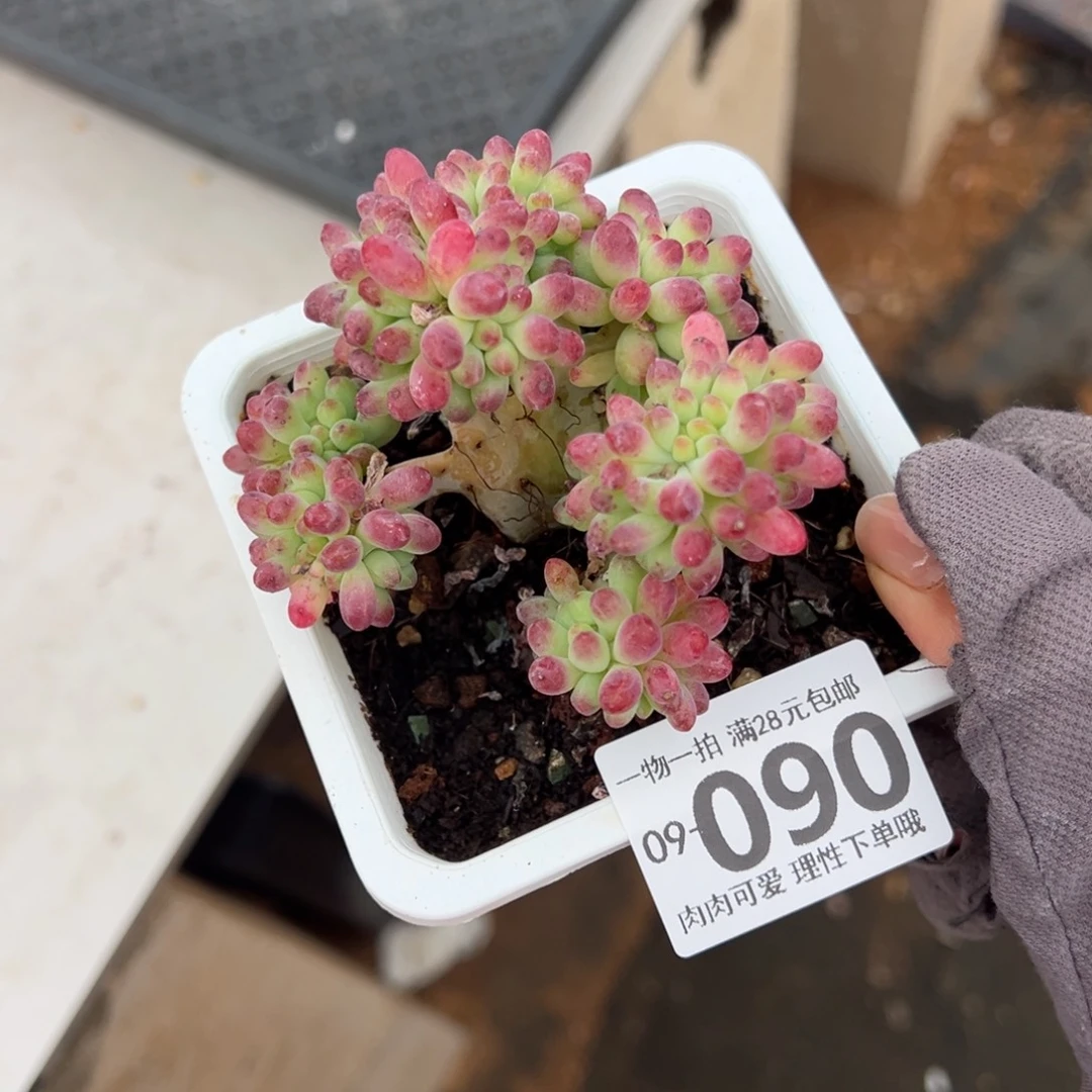 果冻乙女心缀多肉多肉