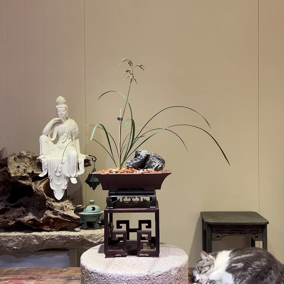 大部分花苞少量开放