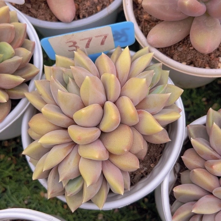 健健康康平平安安