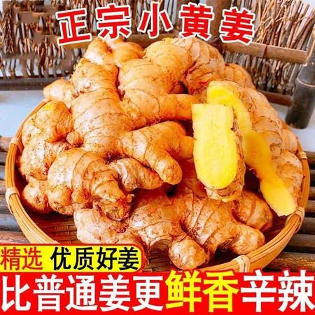 精品云南小黄姜生姜老姜新鲜现挖姜黄姜嫩姜鲜姜蔬菜一年以上