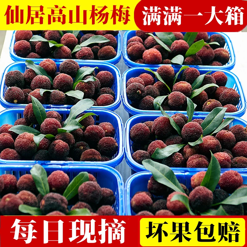 【现货现摘】仙居高山杨梅浙江东魁杨梅新鲜水果原产地顺丰速运礼盒
