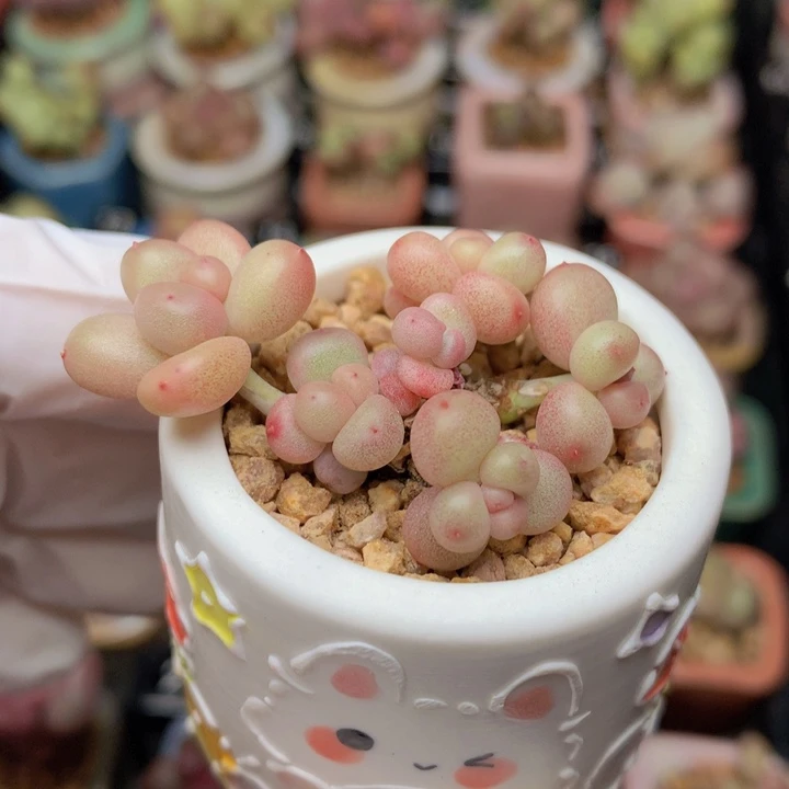 033 紫糖心 群生 闪闪透