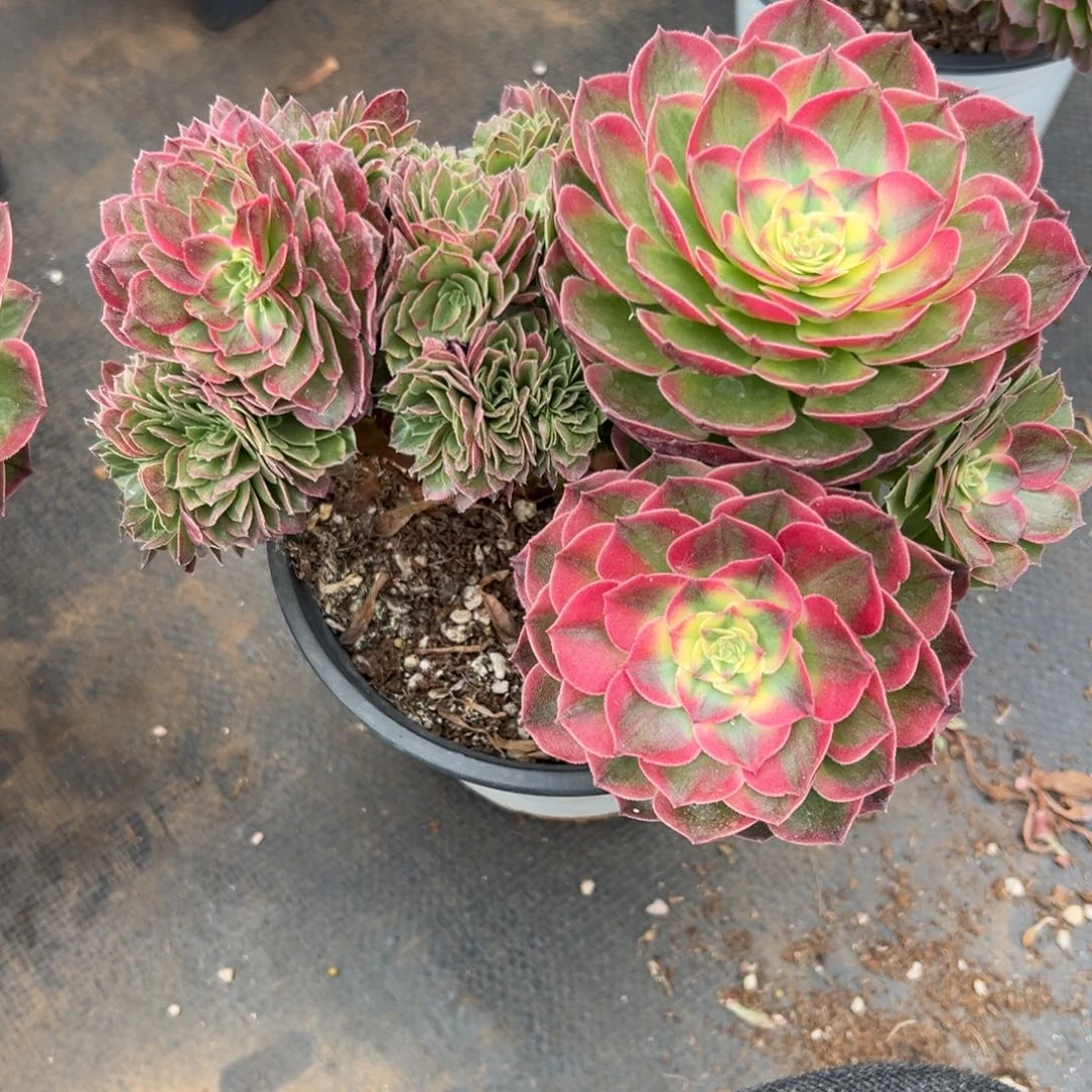 海王缀化老桩朵缀