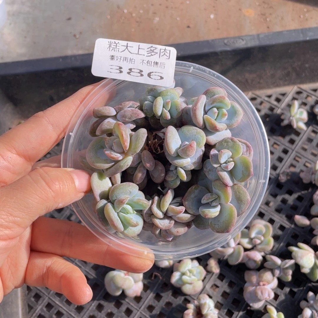 糕大上多肉植物386