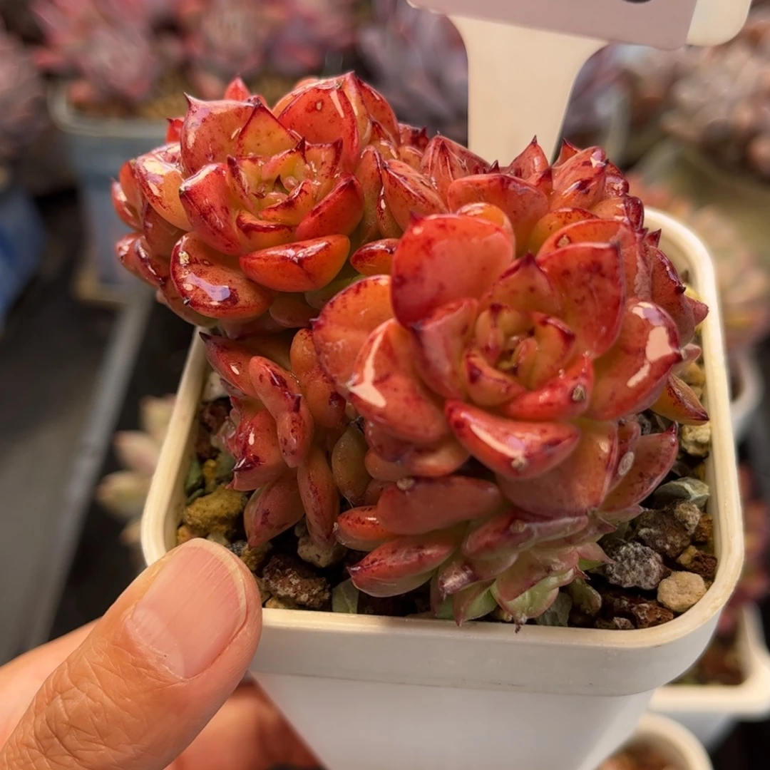 1938 满30包邮天冷必拍保温箱