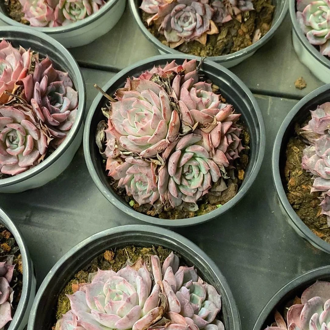 73。劳伦斯。福利多多