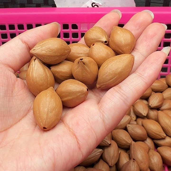 浮***夸手串/手链橄榄核橄榄