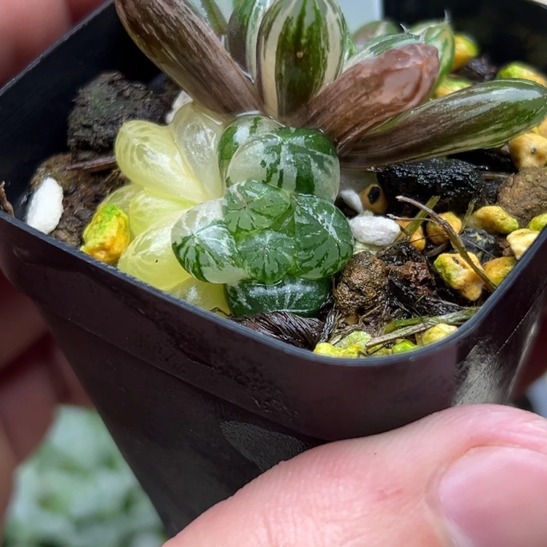 47塑料皮玉露锦一物一拍