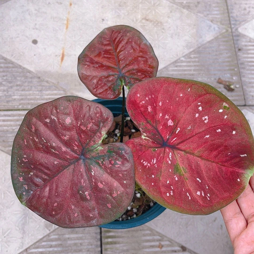 完全开放泰彩一物一拍880