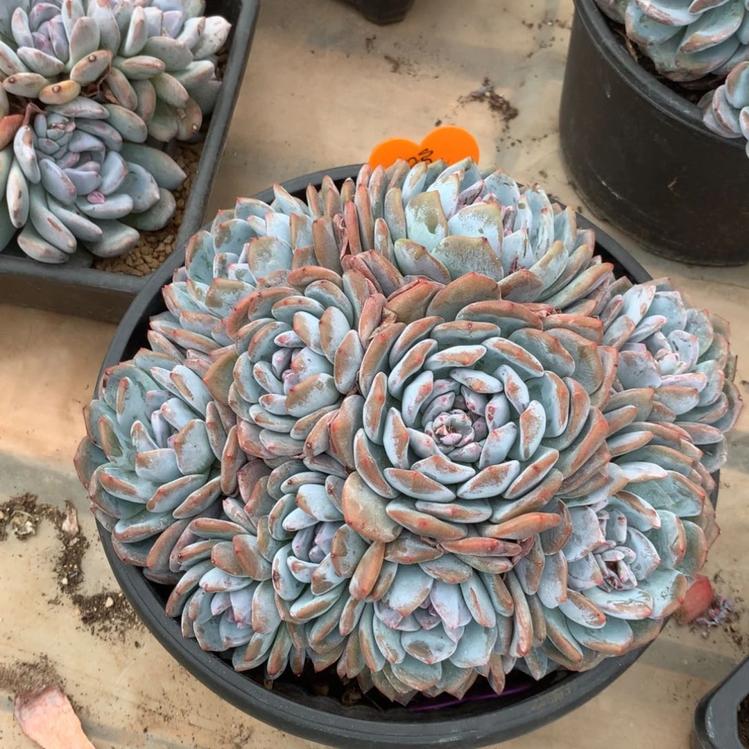 无花朵不晚花花花花花花花花花花花