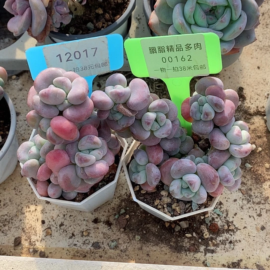 水***心017。  162v无趣图哦哦哦哦哦