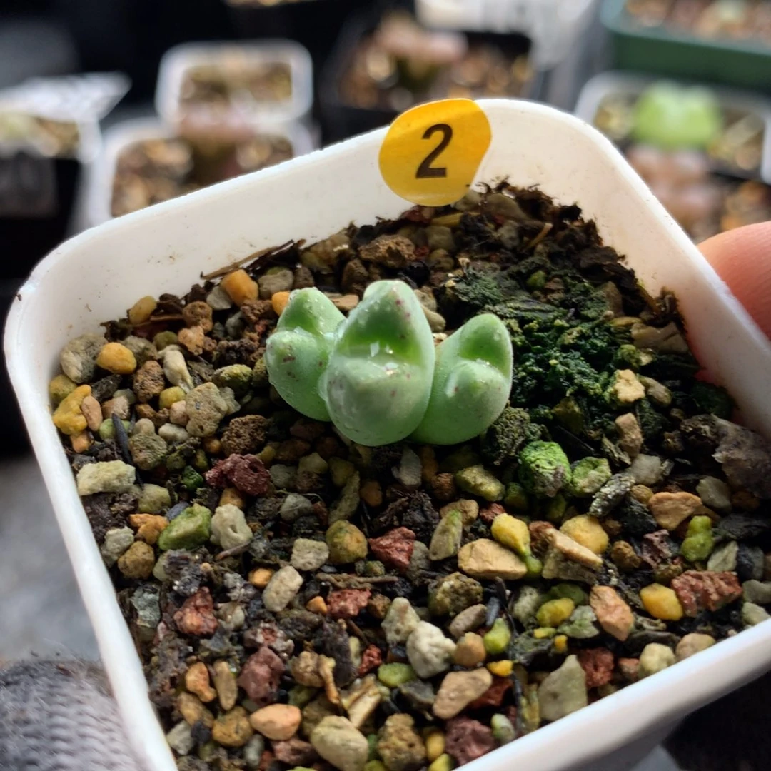 2号猪蹄母本一颗