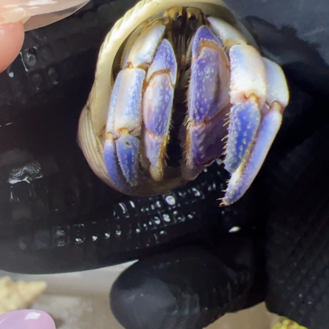 1.7口蓝白粉紫路寄居蟹