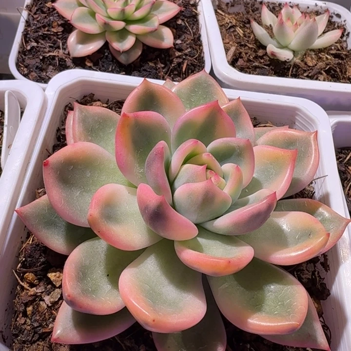 粉香槟锦多肉植物