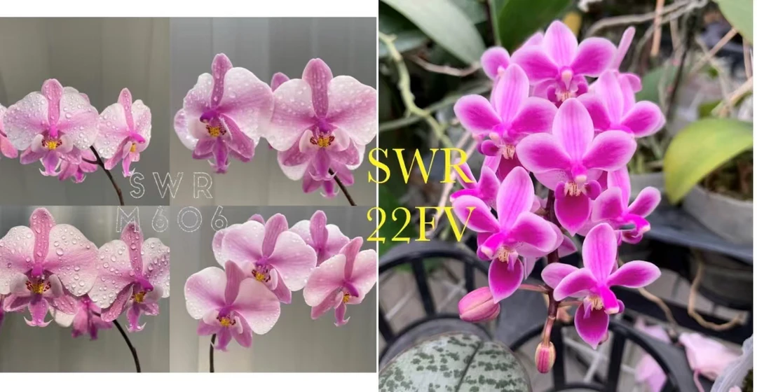 花农杰哥原生种蝴蝶兰直播用SWR22FV西交eq